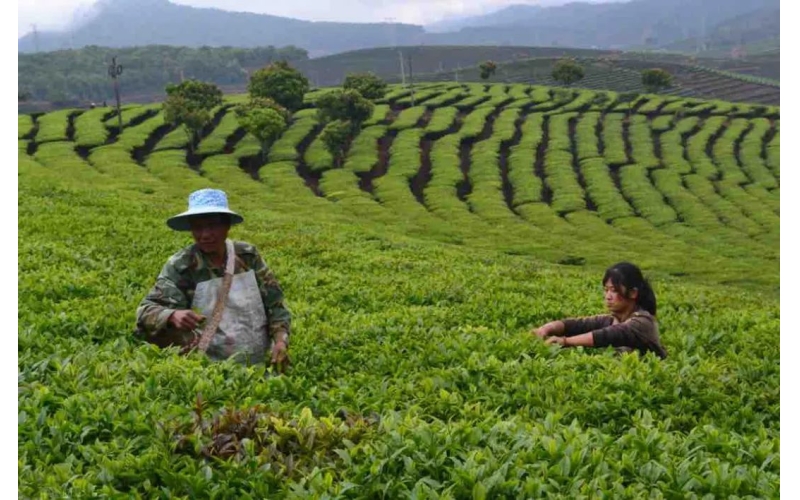 蓬勃动能绘新卷——云南高质量跨越式发展一线观察  Vibrant momentum charts a new course - Firsthand observations on Yunnan's high-quality leapfrog development
